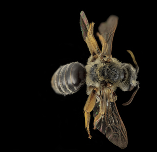 Andrena cragini, F, Back, Pennington Co, SD