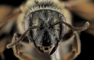Andrena cragini, F, Face, Pennington Co, SD