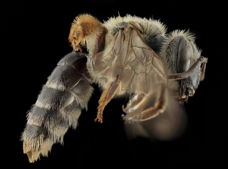 Andrena cragini, F, Side, Pennington Co, SD