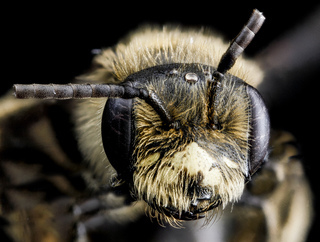 Andrena cressonii, M, face, Maryland, Dorchester County