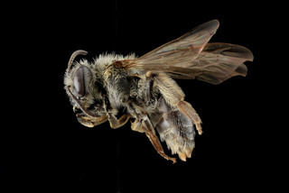 Andrena forbesii, Female, Side, Maryland