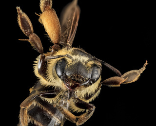 Andrena fulvipennis, F, Face, MD