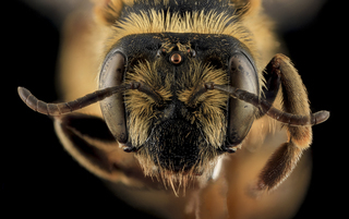 Andrena helianthiformis, face, Pennington County, SD