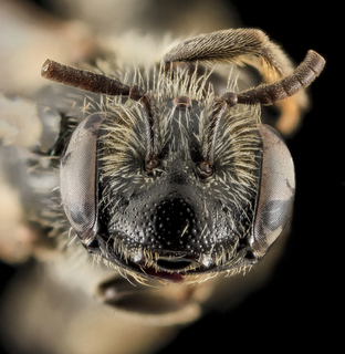 Andrena melanochroa, F, Face, NC, Moore County