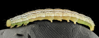Anticarsia gemmatalis, Velvetbean Caterpillar Moth, larva, side