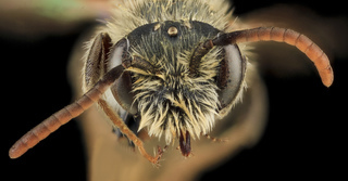Andrena nigrae, M, Face, MD, PG County
