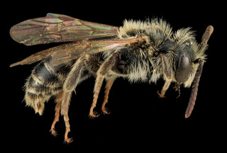 Andrena nigrae, M, Side, MD, PG County