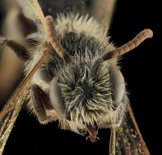 Andrena nigrae, M. Face, Maryland, Anne Arundel County