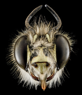 Anthophora plumipes, M, Head, N.A