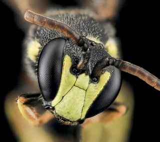 Hylaeus ornatus, M, face