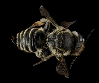 Megachile rotundata, F, Back, MD, Cecil County