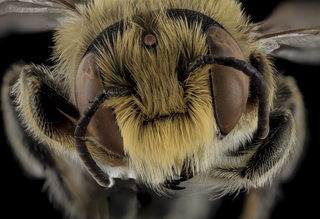 Megachile rubi, M, Face, NC, Moore County