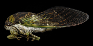 Cicada, side, md, upper marlboro, pg county