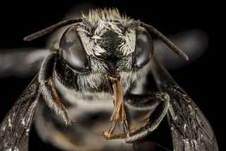 Megachile concinna, F, face, Puerto Rico, Boqueron