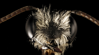 Andrena perplexa, m, talbot co, face