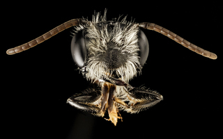 Andrena perplexa, talbot, m, face