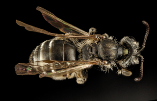 Andrena personata, f, md, eastern neck nwr, back