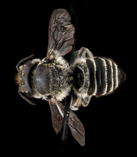 Megachile brevis, female, back