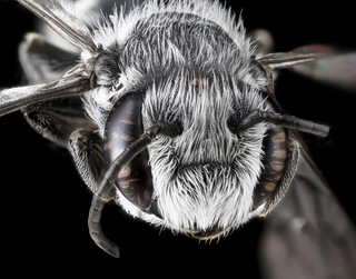 Megachile campanulae, male, face