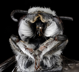 Megachile campanulae, male, underside head