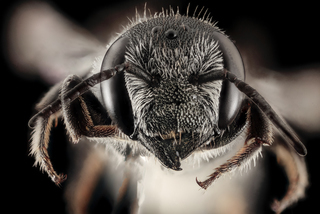 Megachile exilis, F, Talbot Co., MD, Face