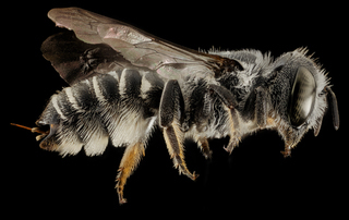 Megachile exilis, F, Talbot Co., MD, Side