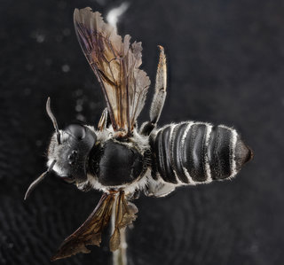 Megachile frugalis, female, back