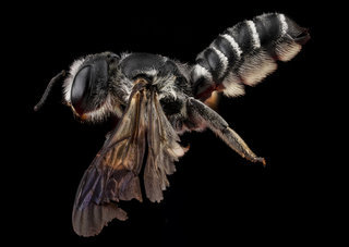 Megachile frugalis, female, side