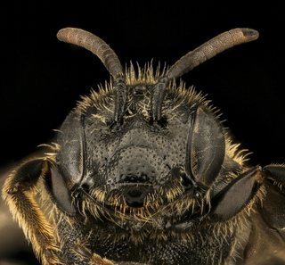 Pseudopanurgus albitarsis, F, Face, VA, Rappahanock County