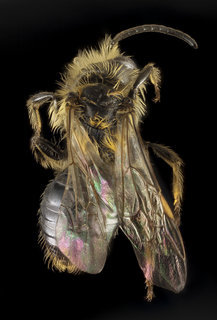 Andrena dunningi, U, Back, MD, Frederick Co