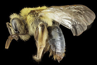 Andrena dunningi, U, Blount Co., Tennessee, side