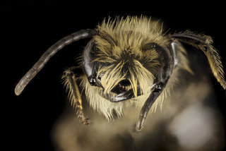 Andrena dunningi, U, Face, MD, Frederick Co