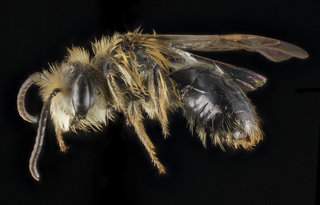 Andrena dunningi, U, Side, MD, Frederick Co