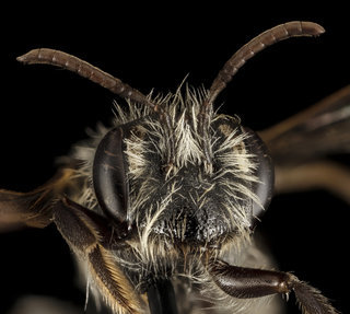 Andrena erigeniae, F, Face, MD, AA County, Laurel, PWRC