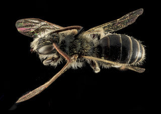 Andrena nigrae, M, Back, Maryland, Anne Arundel County