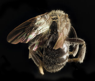 Andrena persimulata, f, back