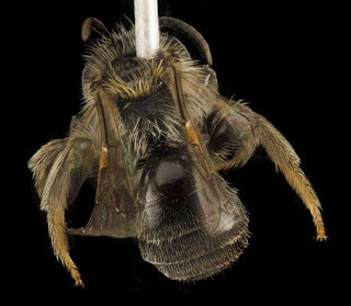Andrena uvulariae, M, Back, MA, Franklin County