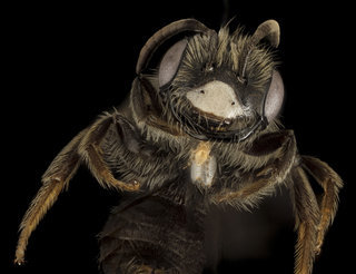 Andrena uvulariae, M, Face, MA, Franklin County