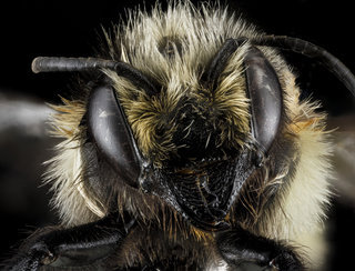 Megachile melanophaea, face