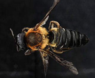 Megachile sculpturalis, female, back