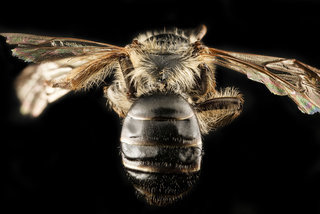 Andrena bradleyi, f, back, Maryland