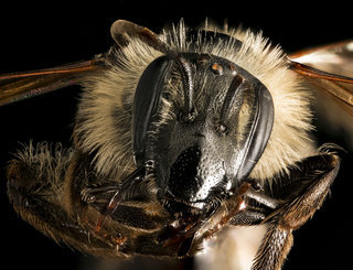 Andrena bradleyi, f, face, Maryland