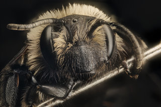 Andrena carlini, f, face, Cecil Co. Maryland