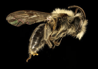 Andrena carlini, m, side
