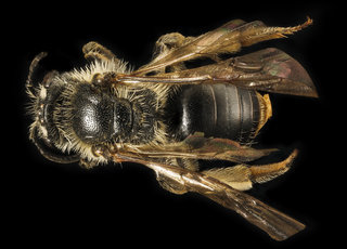 Andrena forbesii, f, back Maryland