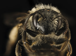 Andrena forbesii, f, face, Maryland