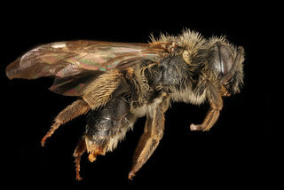 Andrena forbesii, f, side, Maryland