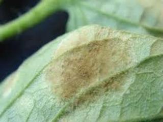 Mycovelosiella sp complex, Leaf Mold