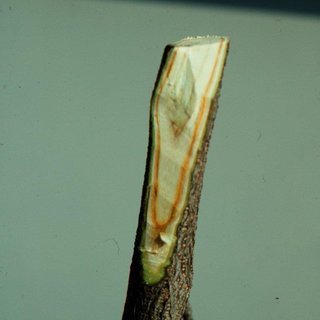 Verticillium albo-atrum, Verticillium Wilt