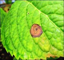 Cercospora solani, cercospora leaf spot